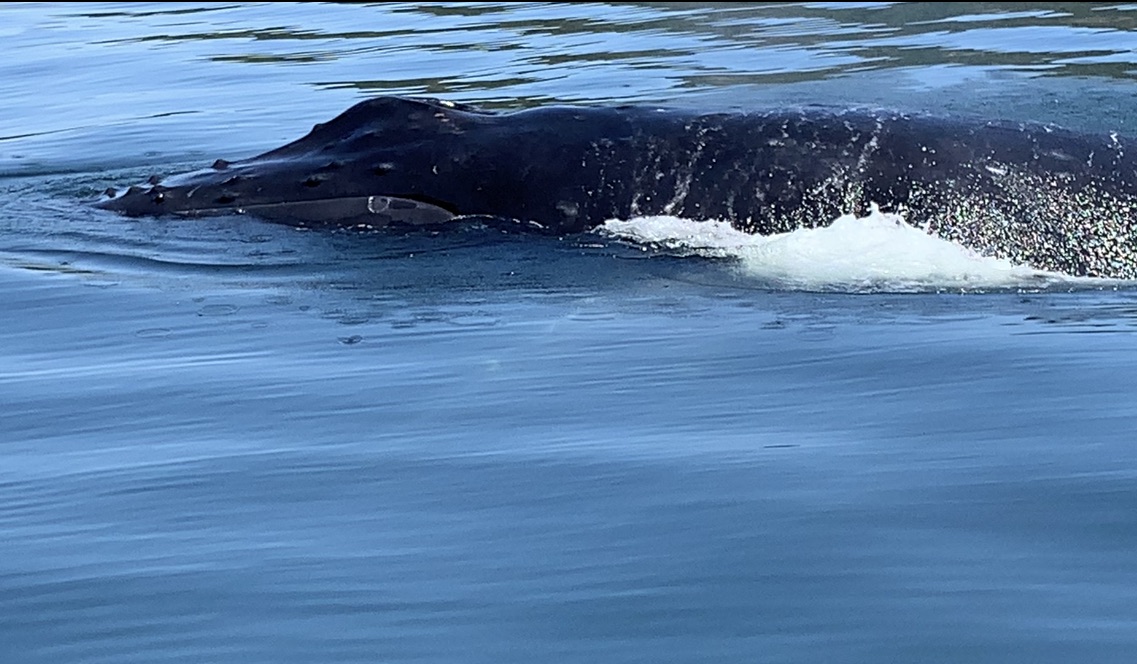 Whale